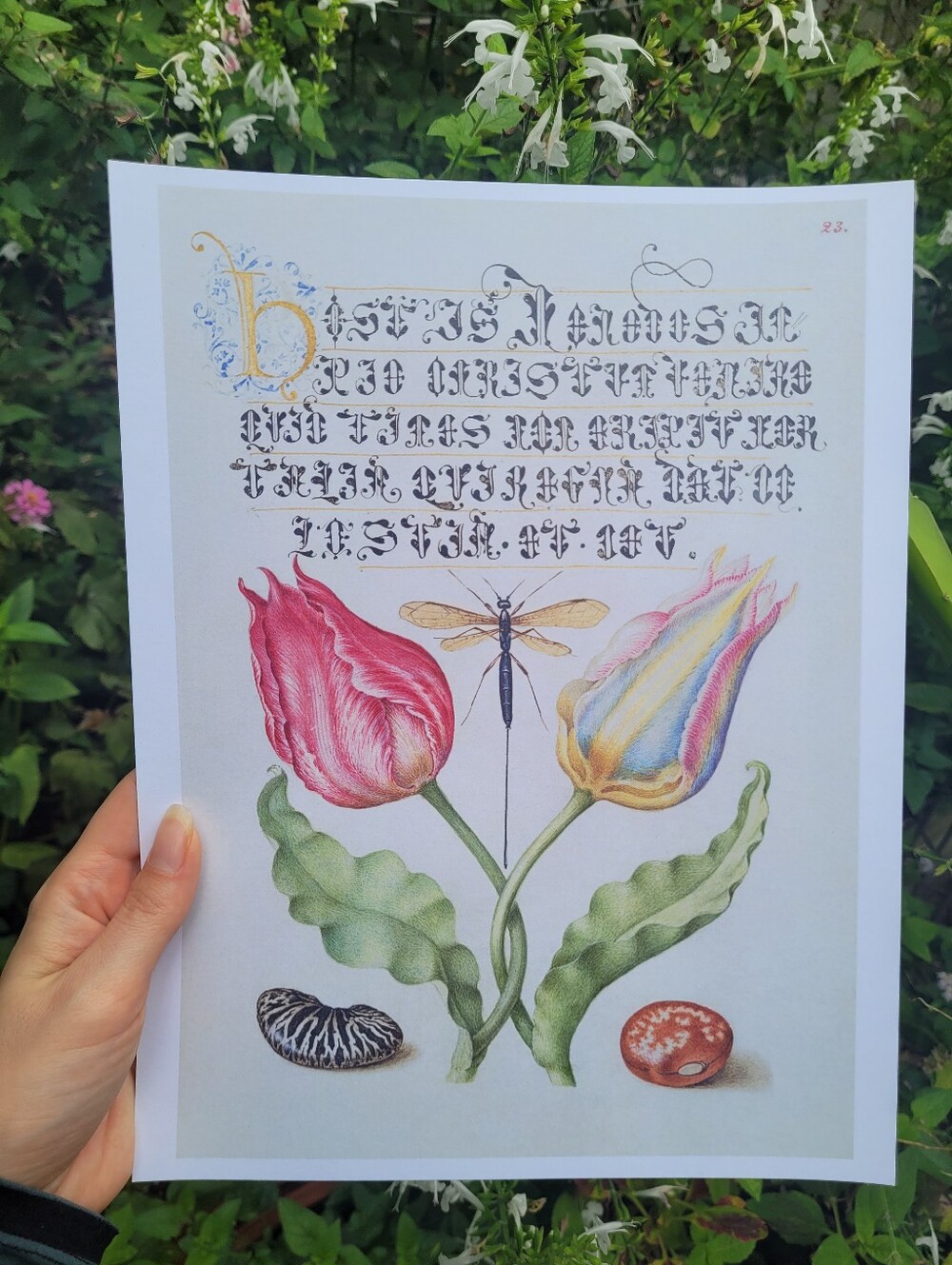 Botanical Print: Two Tulips with Insect 8.5x11